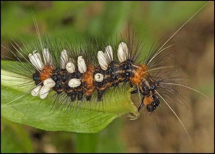 전 세계에서 가장 많은 동물 종을 가진 것으로 알려진 곤충이 지금까지 추정치보다 3배 이상 더 많다는 연구 결과가 나왔다. 에콰도르의 자연보호구역에서 발견한 기생벌 애벌레의 모습. 나방 유충 속에 알을 낳고 부화한 유충이 애벌레 내부를 파먹으며 자라다가 밖으로 나온 모습이다.   캐나다 겔프대 제공