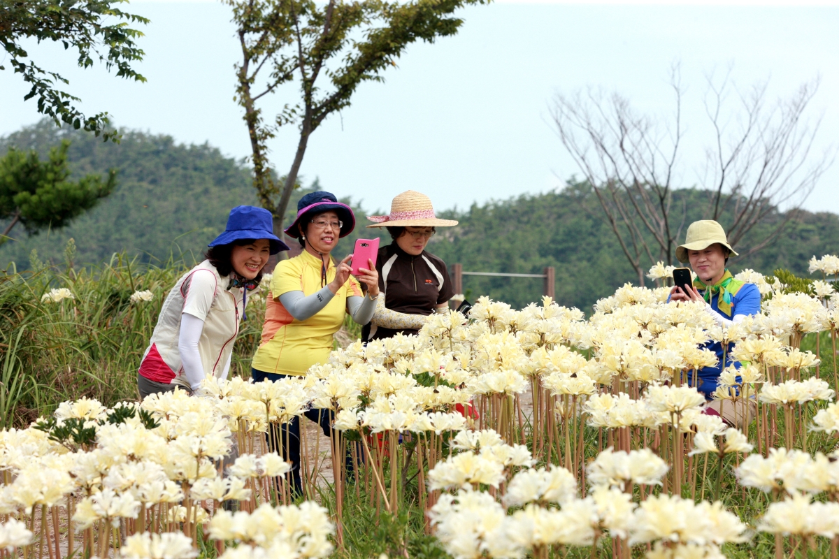 국내 최대 규모의 위도상사화 자생지인 전북 부안군 위도는 8~9월이면 섬 전체가 거대한 꽃 정원으로 변한다. 부안군 제공