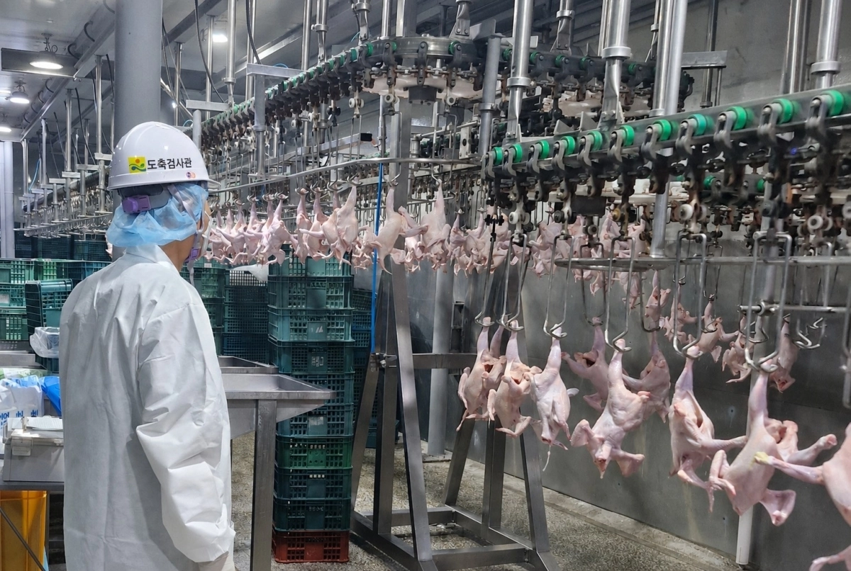 전남광주통합특별시동물위생시험소가 가금육 특별 위생 관리를 위해 해체 검사를 하고 있다.