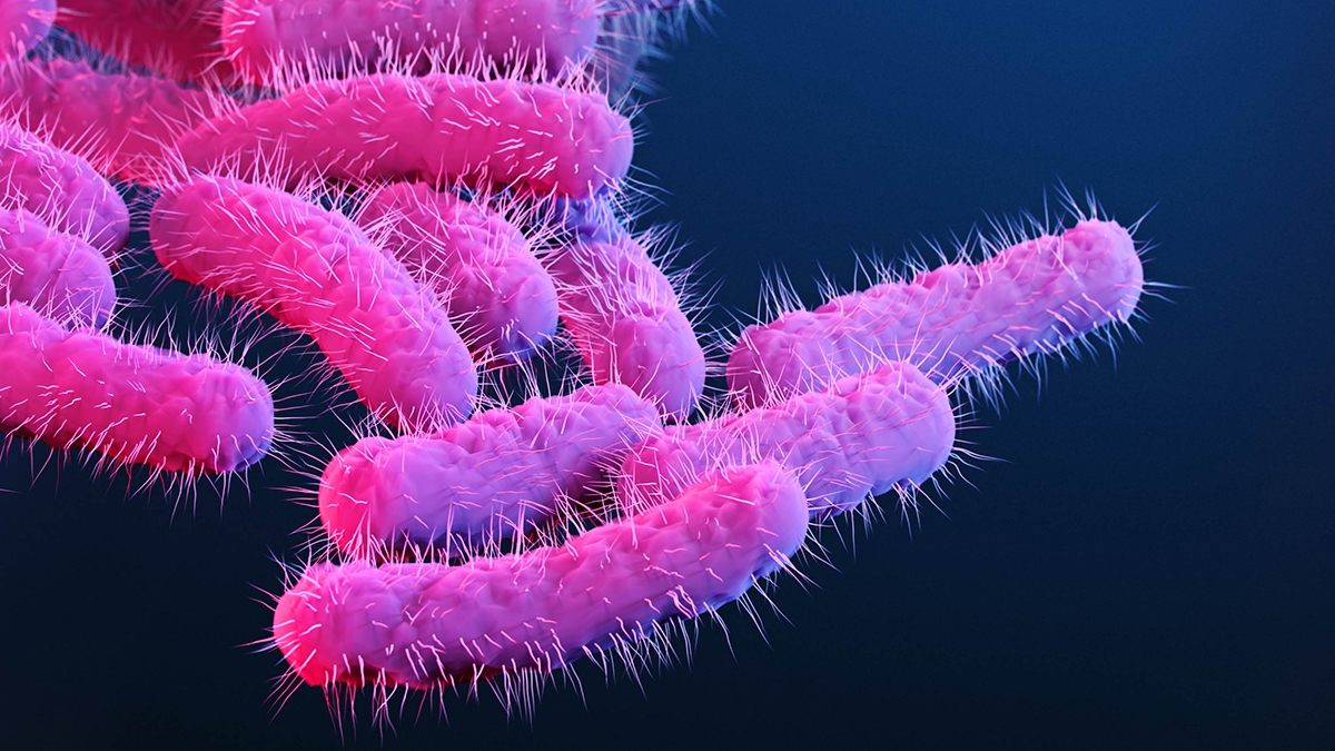 이질을 일으키는 시겔라균. 사진=미국 질병통제예방센터(CDC)