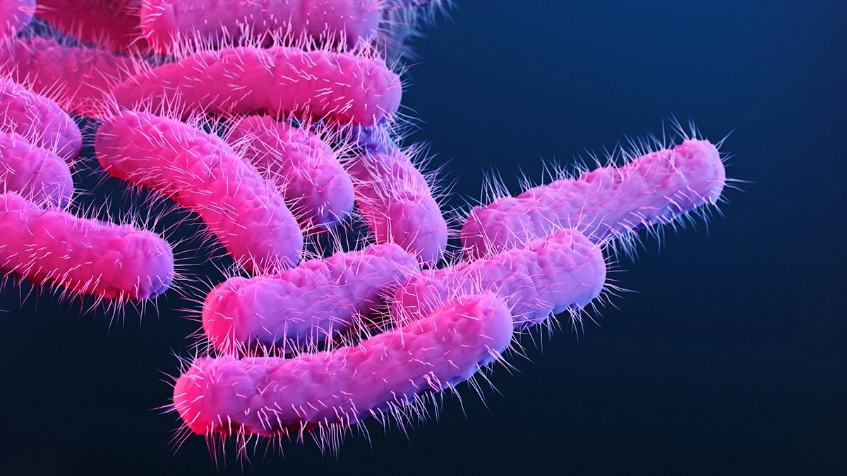 이질을 일으키는 시겔라균. 사진=미국 질병통제예방센터(CDC)