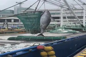 ‘어획량 증가’ 연근해 참다랑어 첫 직거래… ‘고소득화 시범사업’ 결실