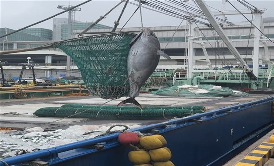 대형선망어업 선단이 연근해에서 어획한 참다랑어. 부산시 제공