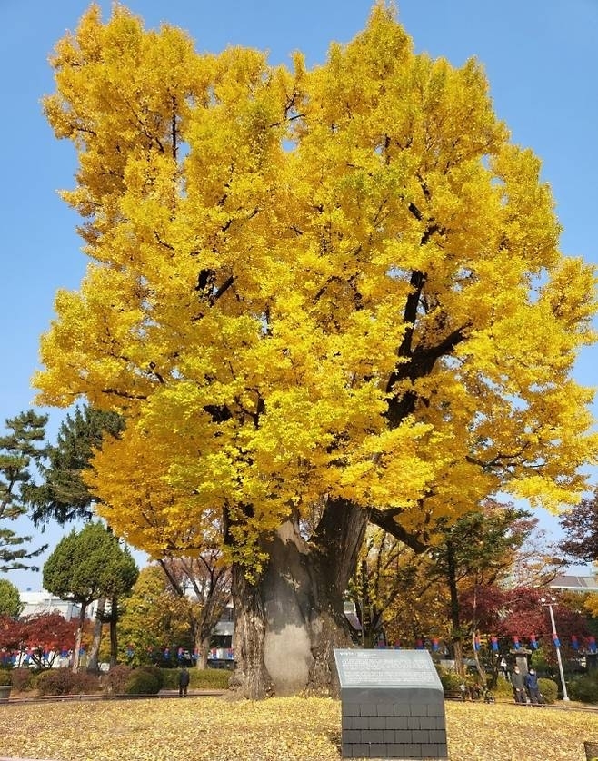 청주 압각수.