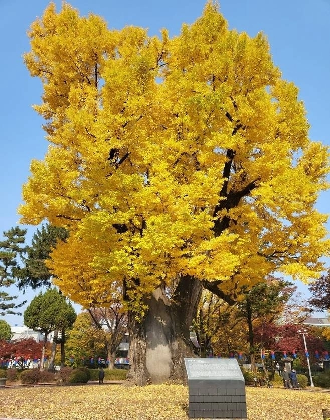 청주 압각수.
