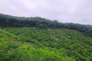 전남광주통합특별시, 기후변화 대응 밀원 숲 확대 나서