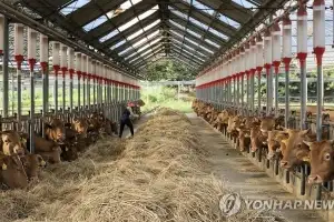 ‘소 방귀·트림’도 기후위기 요인… 메탄 줄이는 사료첨가제 키운다