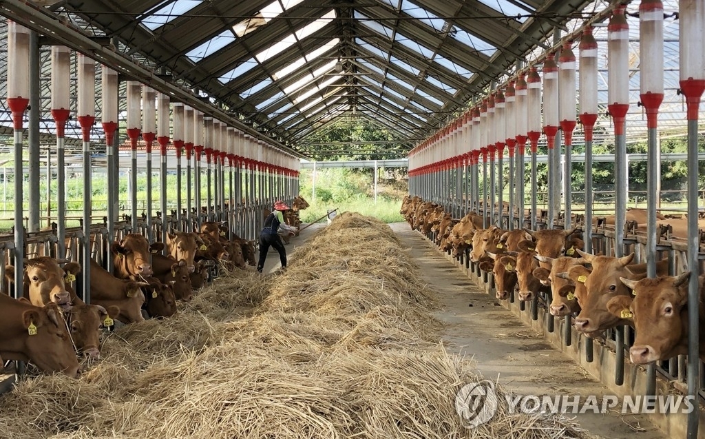 한우 축사. 연합뉴스