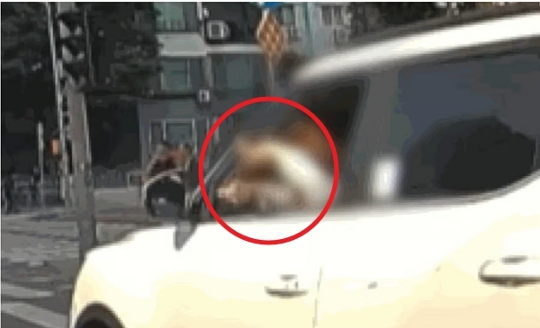 한 여성이 운전 중 도로에서 창밖으로 머리를 내밀고 머리카락을 자르는 모습이 포착돼 논란이 일었다. JTBC 사건반장 캡처