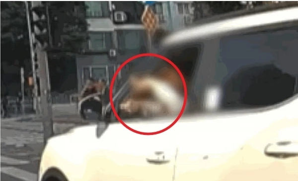 한 여성이 운전 중 도로에서 창밖으로 머리를 내밀고 머리카락을 자르는 모습이 포착돼 논란이 일었다. JTBC 사건반장 캡처