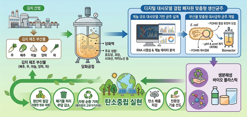 김치 부산물 기반 바이오플라스틱 생산 모식도  세계김치연구소 제공
