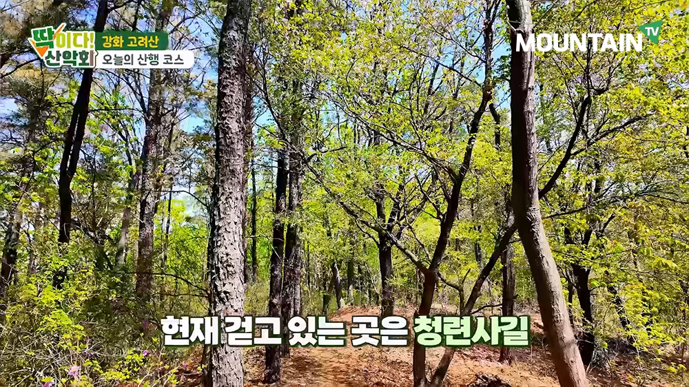 울창한 숲과 완만한 등산로가 이어지는 고려산 청련사 코스. 마운틴TV 제공