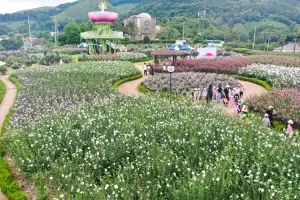 장성 무궁화공원, 1만 2000주 ‘활짝’…8월 만개 예정