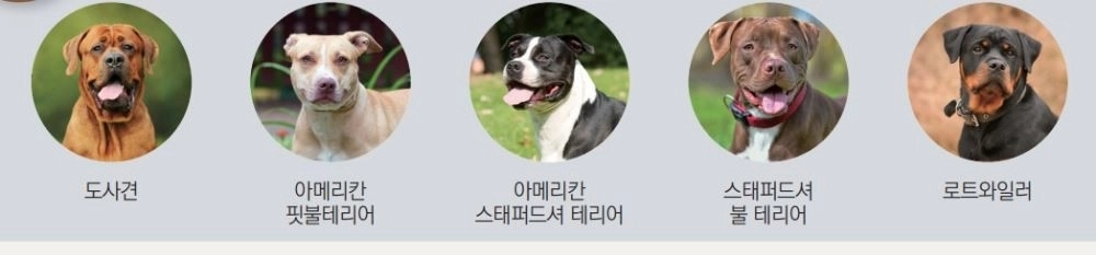 앞으로 공영 관광지와 도심 공원 등에 도사견과 핏불테리어, 아메리칸 스태퍼드셔 테리어, 스태퍼드셔 불테리어, 로트와일러 및 이들 잡종 등 동물보호법상 맹견은 출입이 제한된다. 서귀포시 제공