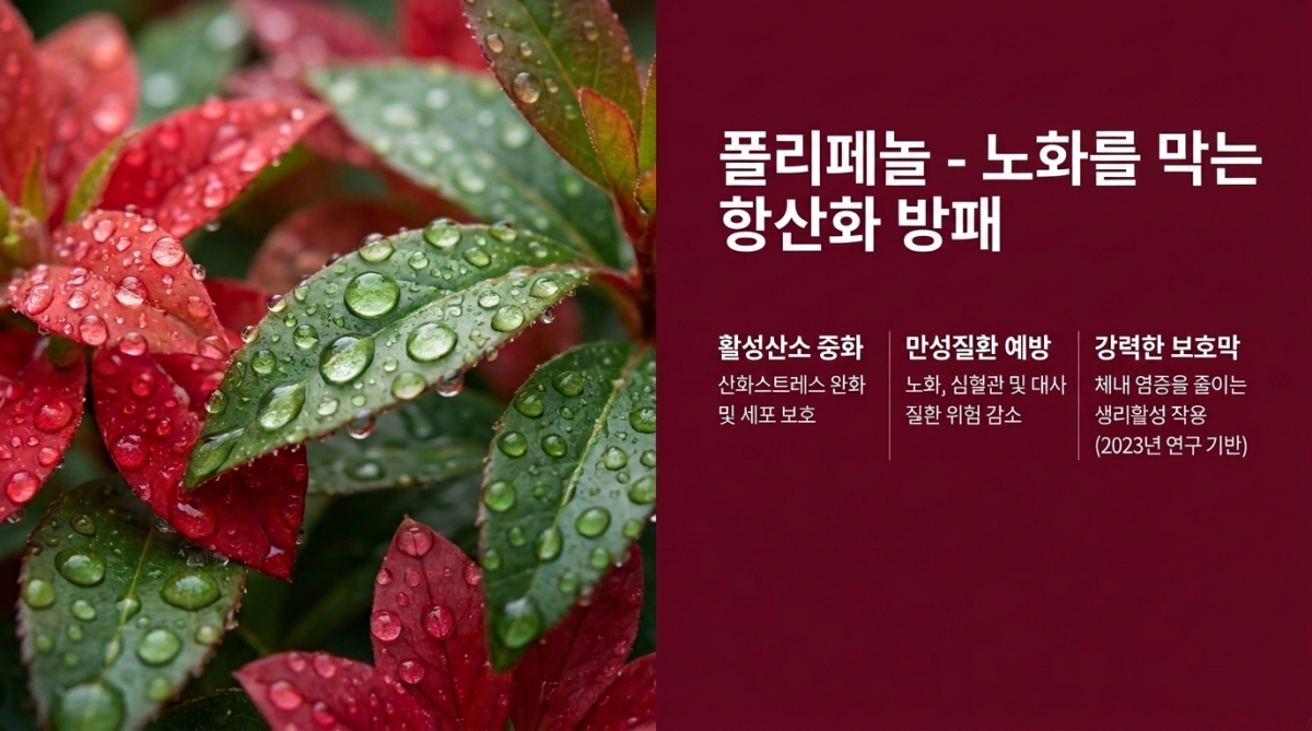 폴리페놀의 항산화 효과.