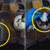 “걸레 만진 뒤 음식 재료를? 이럴 거면 위생장갑 왜 꼈나” 설빙 알바 영상 논란