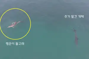 남방큰돌고래 ‘행운이’ 또래도 낚싯줄 걸려 함께 발견… 생존 위협하는 ‘바다의 덫’