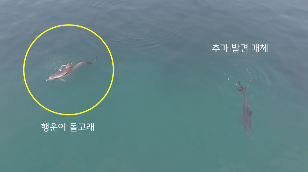 다큐제주와 제주대학교 고래·해양생물보전연구센터는 지난 17일 오후 5시 50분쯤 제주시 구좌읍 월정리 앞바다에서 폐어구에 걸린 남방큰돌고래 1마리를 추가로 확인했다. 다큐제주 제공