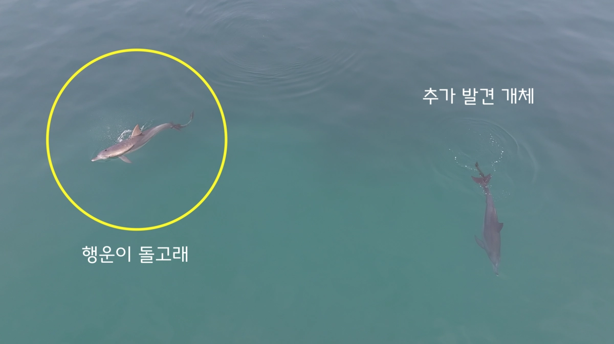 다큐제주와 제주대학교 고래·해양생물보전연구센터는 지난 17일 오후 5시 50분쯤 제주시 구좌읍 월정리 앞바다에서 폐어구에 걸린 남방큰돌고래 1마리를 추가로 확인했다. 다큐제주 제공