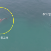 남방큰돌고래 ‘행운이’ 또래도 낚싯줄 걸려 함께 발견… 생존 위협하는 ‘바다의 덫’