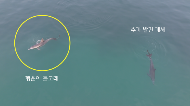 남방큰돌고래 ‘행운이’ 또래도 낚싯줄 걸려 함께 발견… 생존 위협하는 ‘바다의 덫’