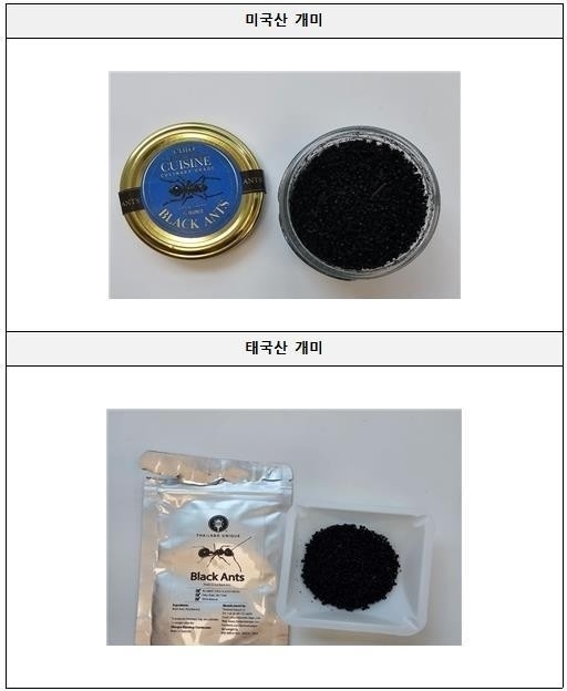 식용 개미. 식품의약품안전처 제공