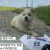 “저 좀 살려주세요” 국토대장정 20㎞ 따라가더니…카페 앞 얌전히 기다렸다 [포착]