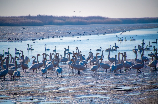 을숙도