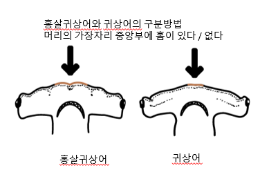 제주대학교 고래·해양생물보전연구센터 제공