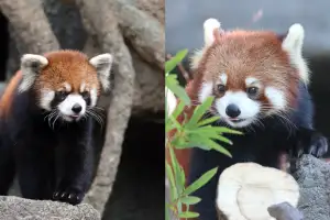 서울대공원에 국내 최초 자연번식으로 쌍둥이 레서판다 탄생