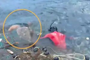 나흘만에 또… 바다거북 ‘죽음의 덫’ 폐그물에 갇힌 채 발견