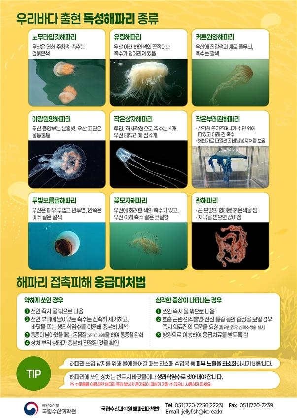 우리나라 출현 독성해파리 종류와 해파리쏘임사고 대처법. 국립수산과학원 제공