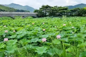 한여름 연꽃 개화 ‘장관’, 영광 백수 보은강 연꽃 방죽…관람객 줄이어