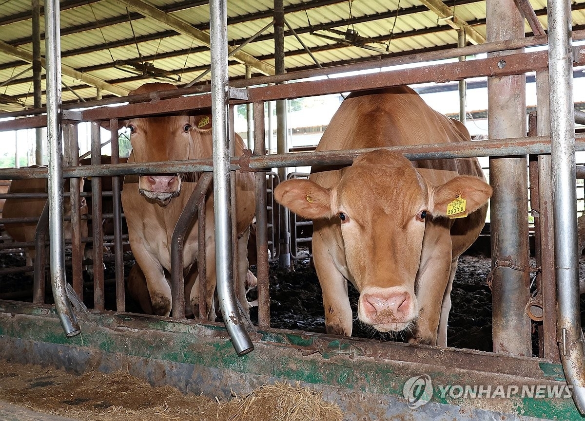 전북 정읍시 북면 한 한우농가에서 소가 여물을 먹고 있다. 연합뉴스