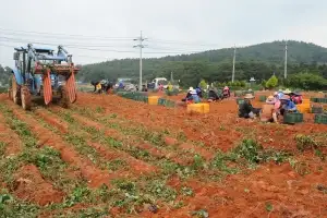 전남광주특별시, 고구마 부산물 업사이클링 기술 개발
