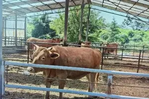 전북 임실서 송아지 우유 먹이던 농장주 어미 소에 받혀 숨져