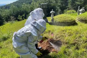 충남 여름철 119신고 ‘38초에 1건’…벌집 제거 76%
