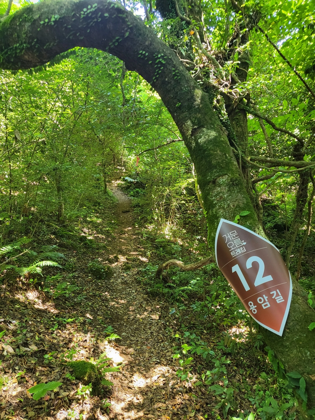 제주도는 오는 13일부터 17일까지 닷새간 제17회 세계자연유산 거문오름 트레킹 행사를 개최한다. 사진은 1년에 한번 열리는 용암길의 모습. 제주 강동삼 기자