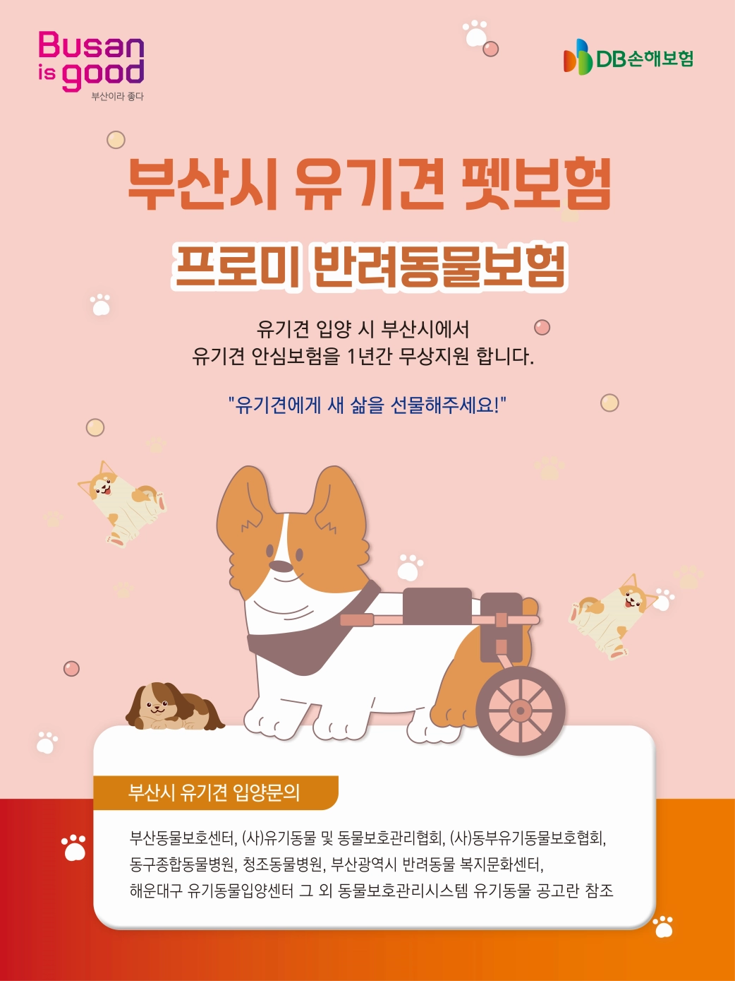 유기견 펫보험 지원. 부산시 제공