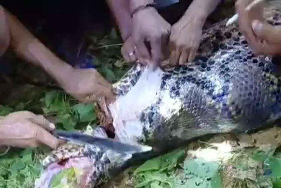 지난달 27일(현지시간) 인도네시아 말루쿠우타라주 술라 제도의 한 마을에 살던 농부가 비단뱀에게 잡아먹혀 사망하는 사건이 벌어졌다. 사진은 마을 주민들이 농부의 시신이 뱃속에 들어 있는 비단뱀의 배를 가르고 있는 모습. 베리타사투 홈페이지 캡처