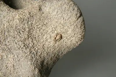 그림 아닌 ‘실제’였다…반구천 암각화 속 고래잡이 증거, 국가유산 지정