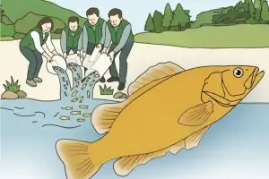 쏘가리