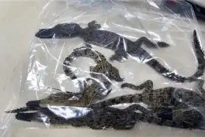“피규어 팝니다” 알고 보니 코브라·악어… 밀수조직 재판행