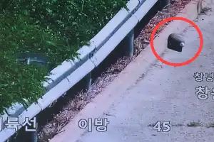 창녕 중부내륙고속도로서 ‘모의탄’ 소동…한때 통행 통제·차량 정체
