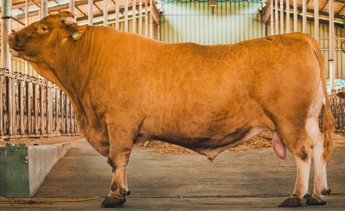 1.7t(1700kg)의 초대형 종모우 ‘대한이’. 장수군 제공