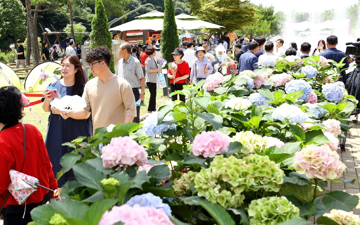 지난 6월 강진군 강진읍 보은산 일원에서 열린 수국길축제에서 관광객들이 꽃 주변을 걷고 있다.  강진군 제공