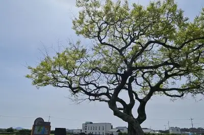 제주 시골풍경의 상징 ‘퐁낭’… 여행객 머무는 ‘소통의 쉼터’로 변신