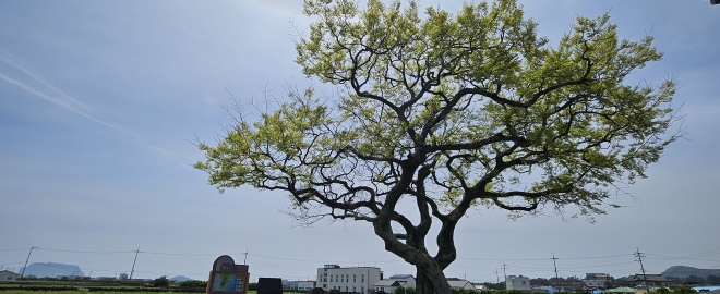 제주 시골풍경의 상징 ‘퐁낭’… 여행객 머무는 ‘소통의 쉼터’로 변신