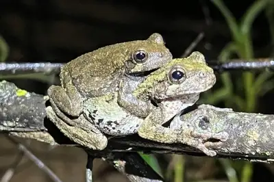 청개구리판 ‘나는 솔로’…맘에 드는 수컷 많으면 암컷은 ‘최상의 짝’ 포기한다