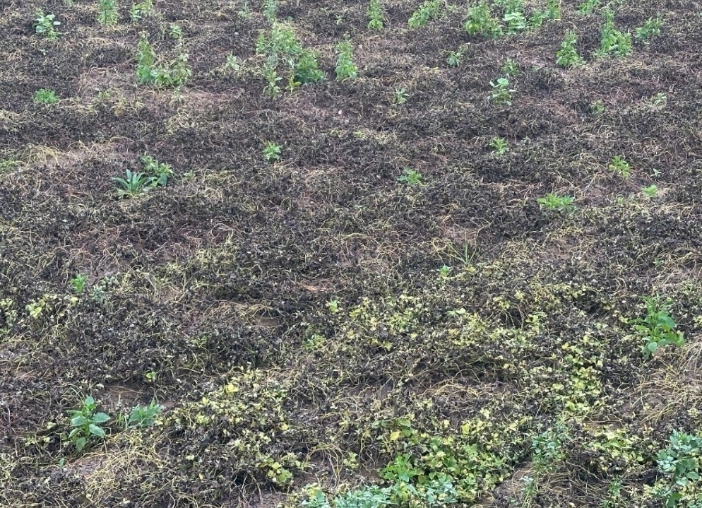 제주도 서귀포시 성산읍 신산리 더덕 재배밭이 계속된 폭염과 가뭄에 말라 시들어가고 있다. 제주도 제공
